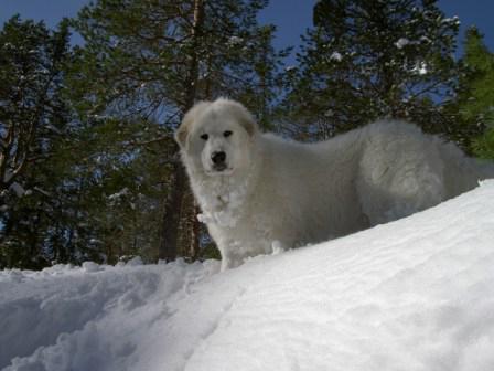 Câini alb pufos (fotografie)