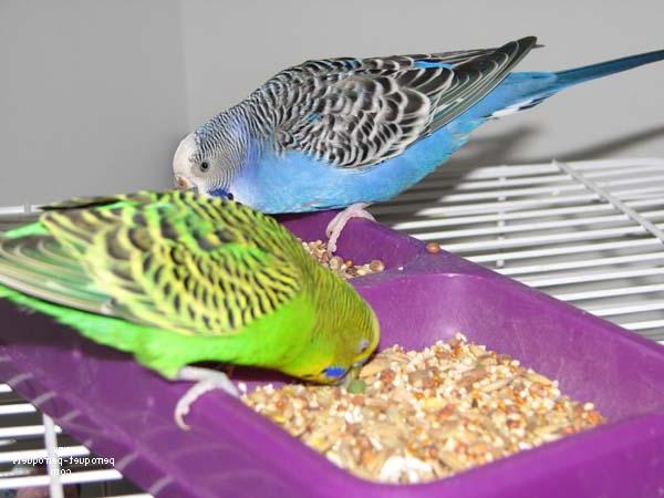 Ce să hrănești papagalii ondulați: sfaturi pentru începători