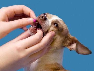 Medicament de uz veterinar Ovariovit: instrucțiuni de utilizare