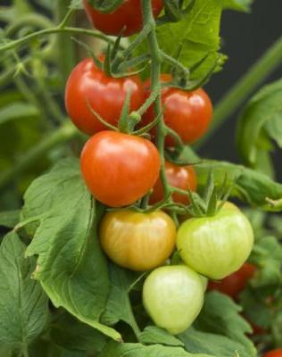 Cum de a lega o tomată într-o seră: sfaturi pentru grădinari