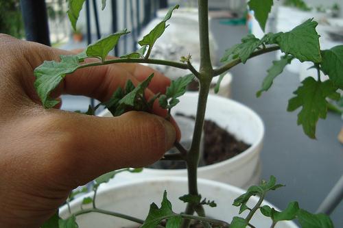 Tomate: plantare și îngrijire