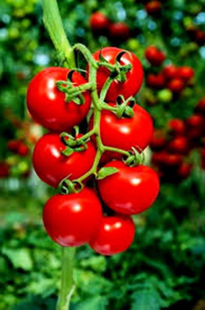 Tomato General: ce arata descrierea soiului?