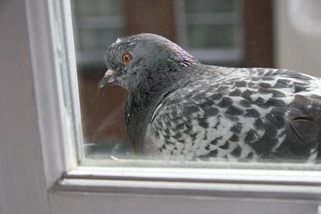  Două porumbei se așezară pe pervazul ferestrei