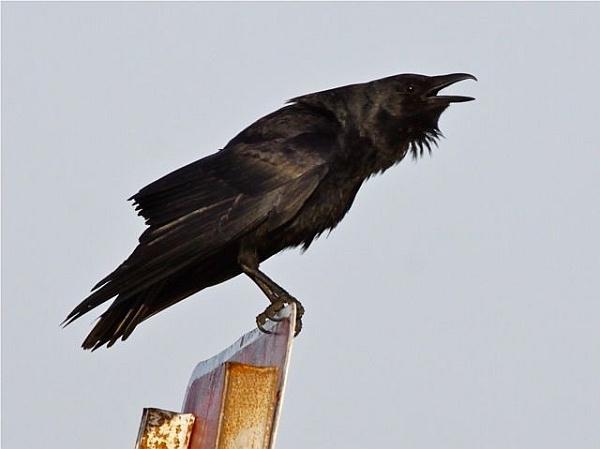 Interpretarea visului: Ce înseamnă visul Crow?