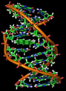Funcțiile ADN-ului și structura acestuia