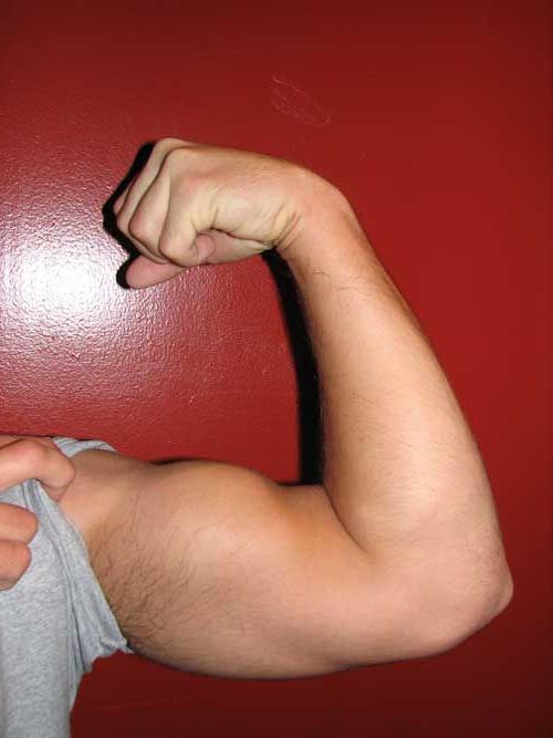 Bicepsul brațului este unul dintre principalele elemente ale sistemului muscular al brațului. Structura bicepselor