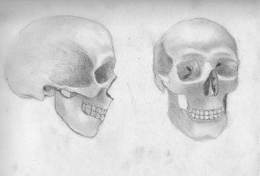 Structura craniului uman. Este gândit de natura ...